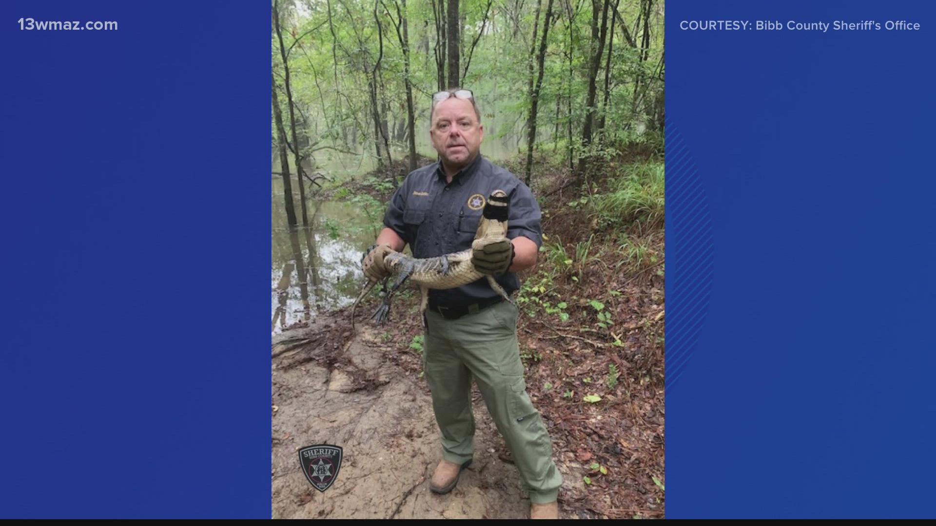 According to a Facebook post from the Bibb County Sheriff's Office, deputies removed a young gator from the laundry room of a home on Allen Road Tuesday.