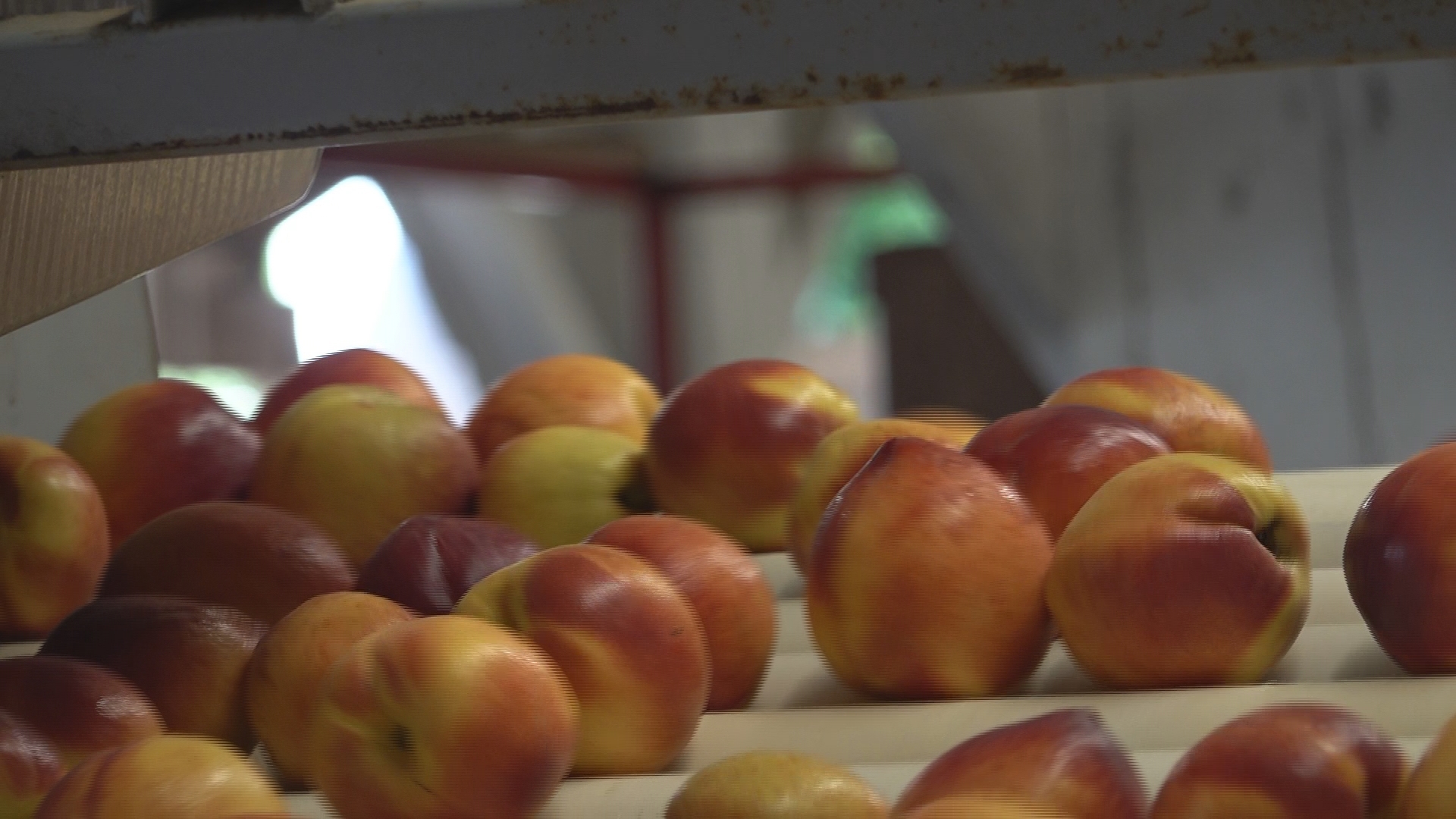 Central Georgia peach growers face challenges from storms and heat but harvest continues at Dickey Farms with three to four million pounds already picked.