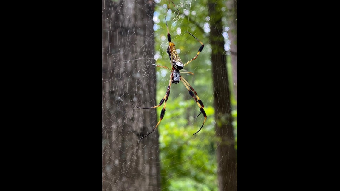 Joro spiders aren't scary. They're shy.