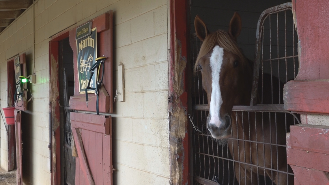 'Enjoy watching it' | Harness racing festival draws community support in Hawkinsville