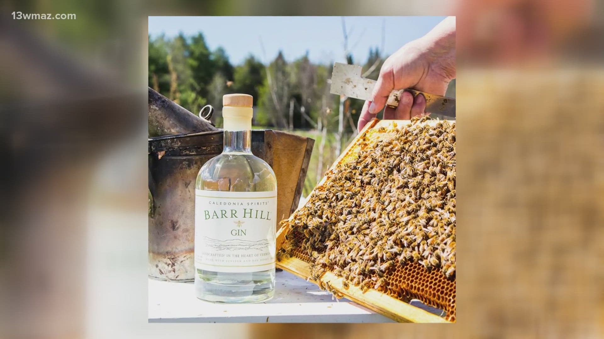 It's Bee's Knees week! Lots of Macon restaurants are creating delicious cocktails that help out bees by giving them more habitable land.