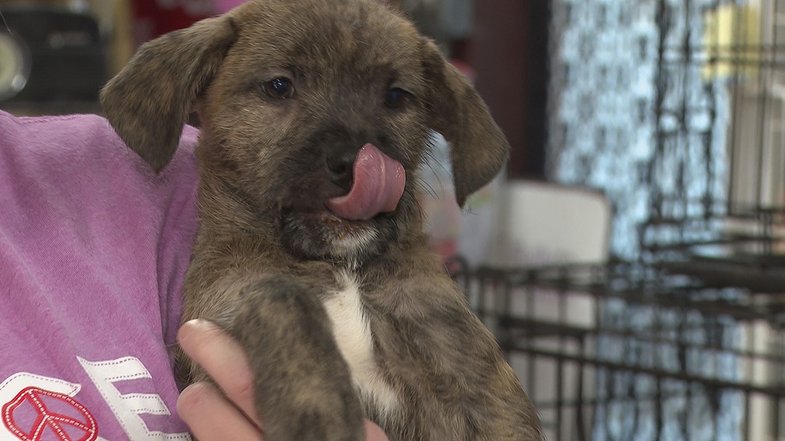 Humane Society in Houston County, GA full and lacks volunteers