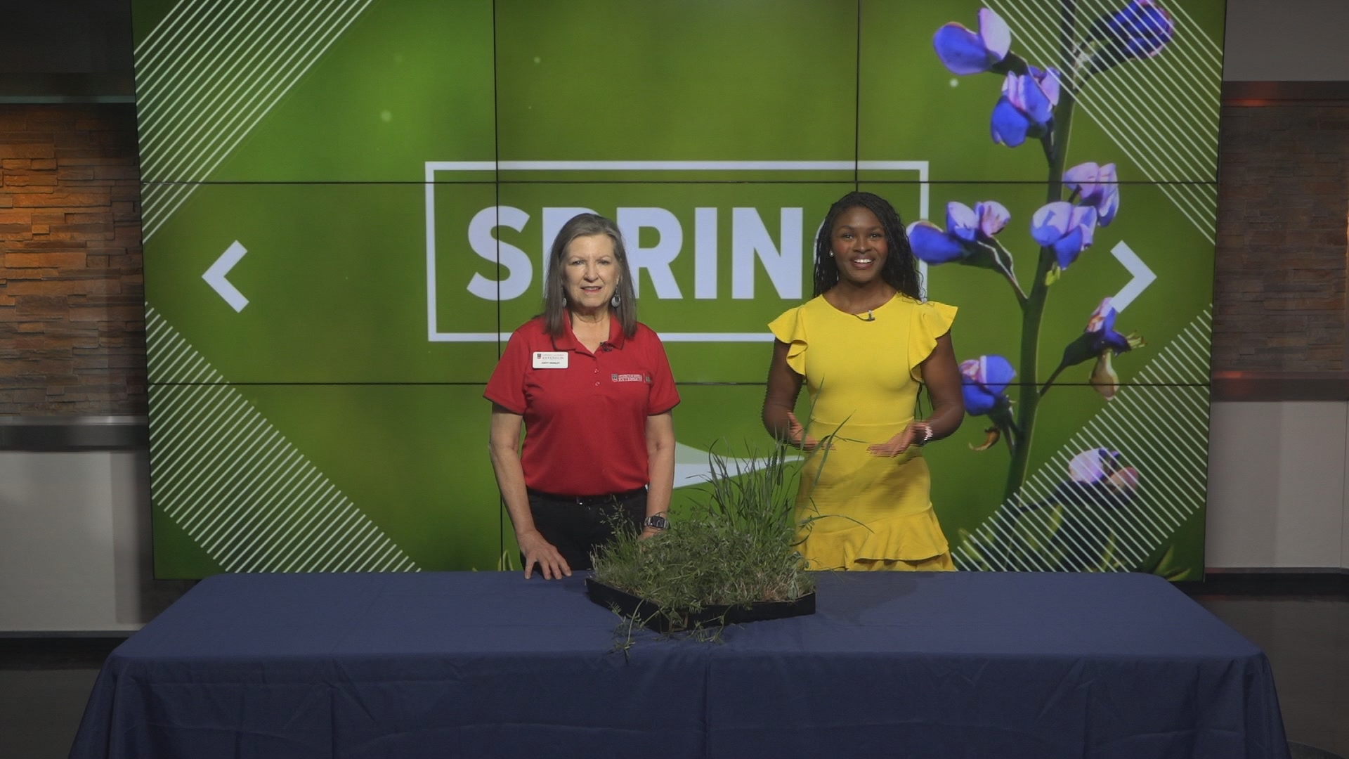 Spring has sprung and so have the weeds. We're sharing a few tips to help refresh your lawn this spring.