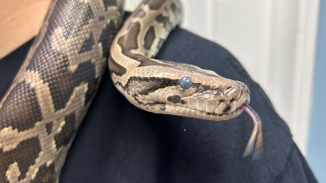 LIST: Burmese pythons and animals that must be registered in GA ...