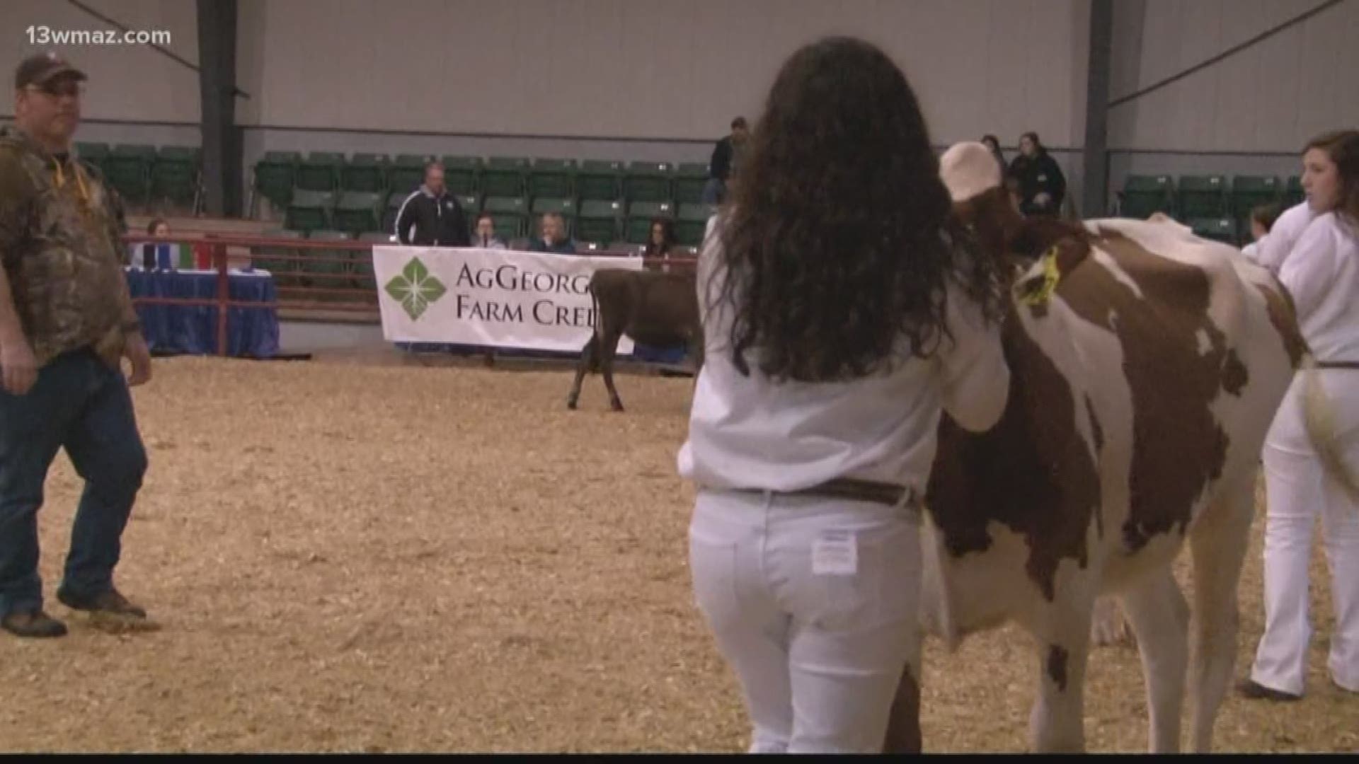 Students from middle and high schools competed with their cows.