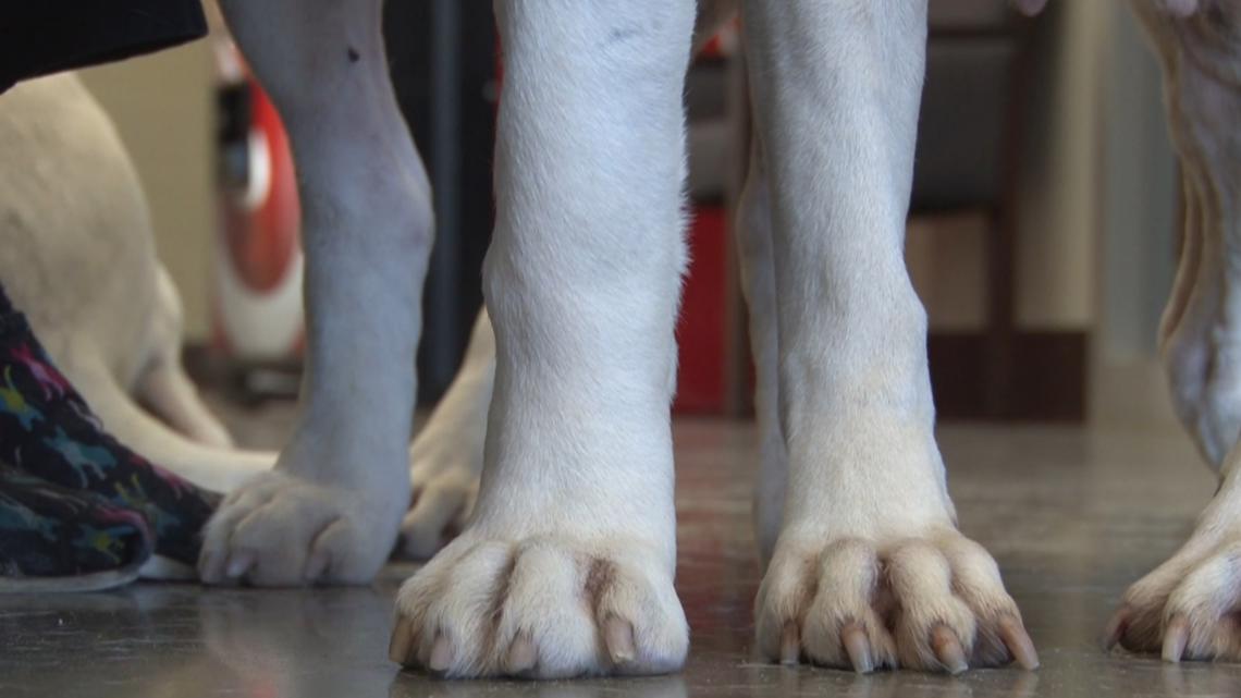 Dog attack prompts Centerville to revisit pet ordinance - Vimarsana News