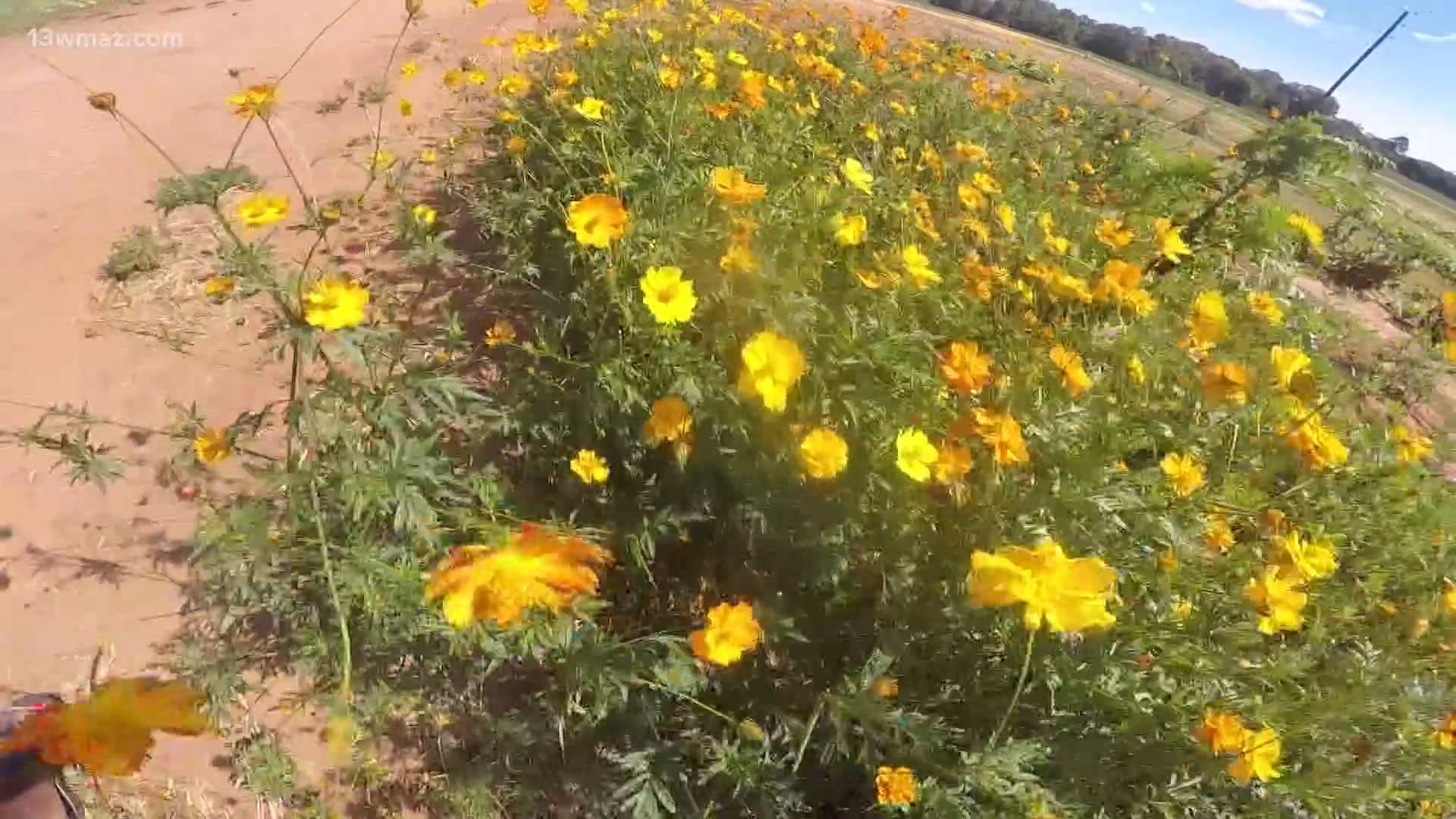 Arena Acres in Perry opens a 'Pick Your Own Flower' farm. They'll be open until November, which is when the growing season ends.