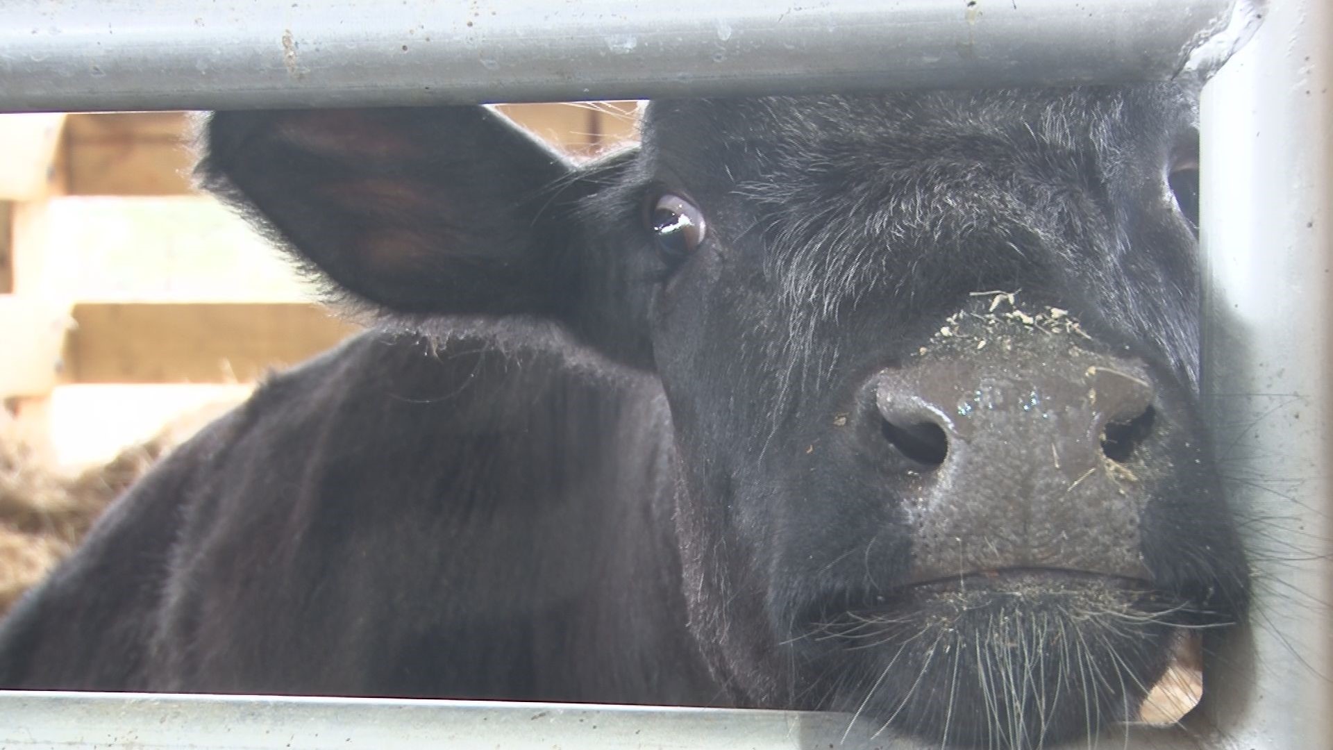 The school's FFA students get to use a brand new barn to care after their dairy and beef livestock