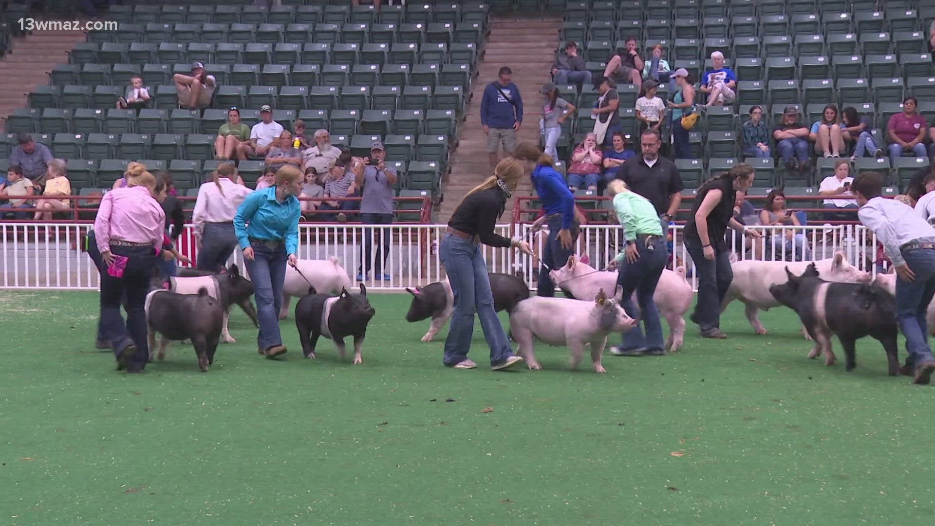 Swine show kicks off at GA National Fairgrounds in Perry | 13wmaz.com