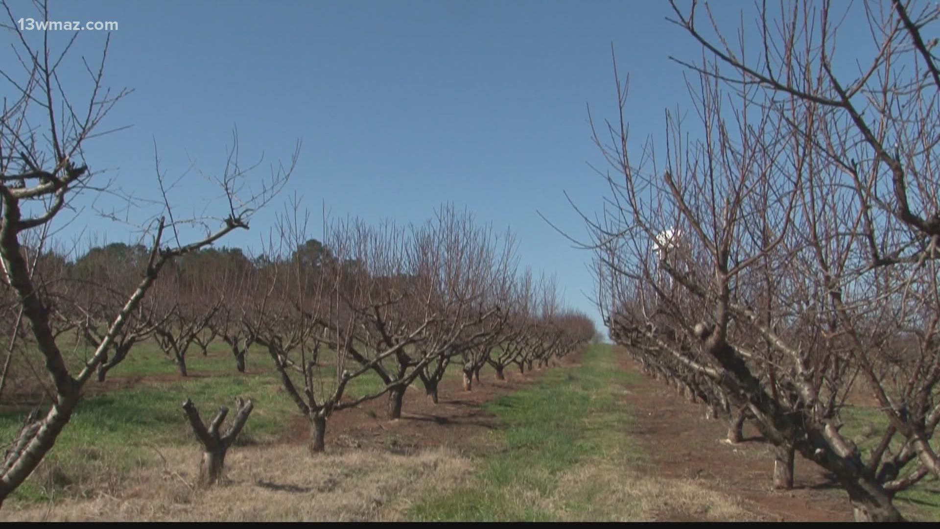 An early freeze could ruin everything if it kills off the buds, which are the beginnings of an early peach.