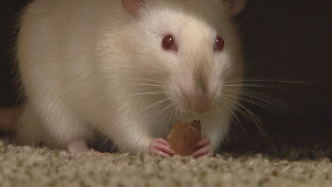 Maddie's Ratties College senior sells rats as pets