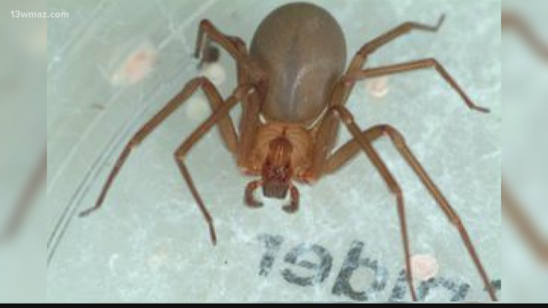 brown recluse spider bites - a patient education video 