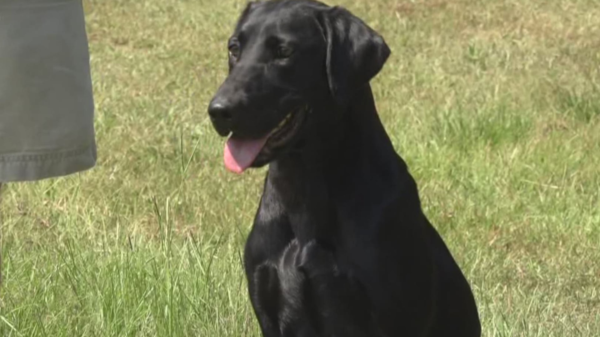 The Middle Georgia Hunting Retriever Club hosted their first handlers seminar Saturday. Trainers of all skill levels came out to participate and share tips.