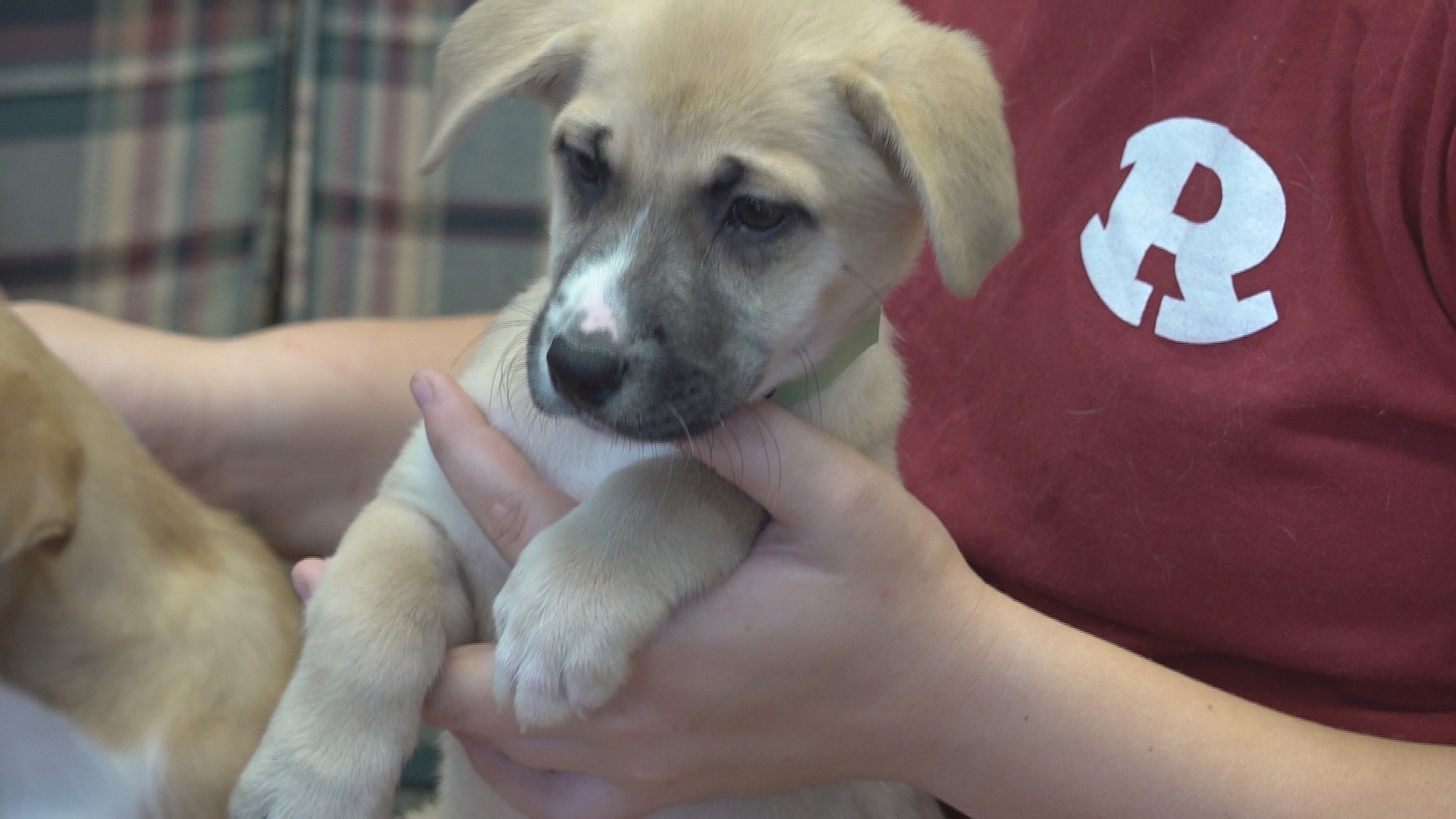 $13 million Houston County animal shelter years away while volunteers struggle