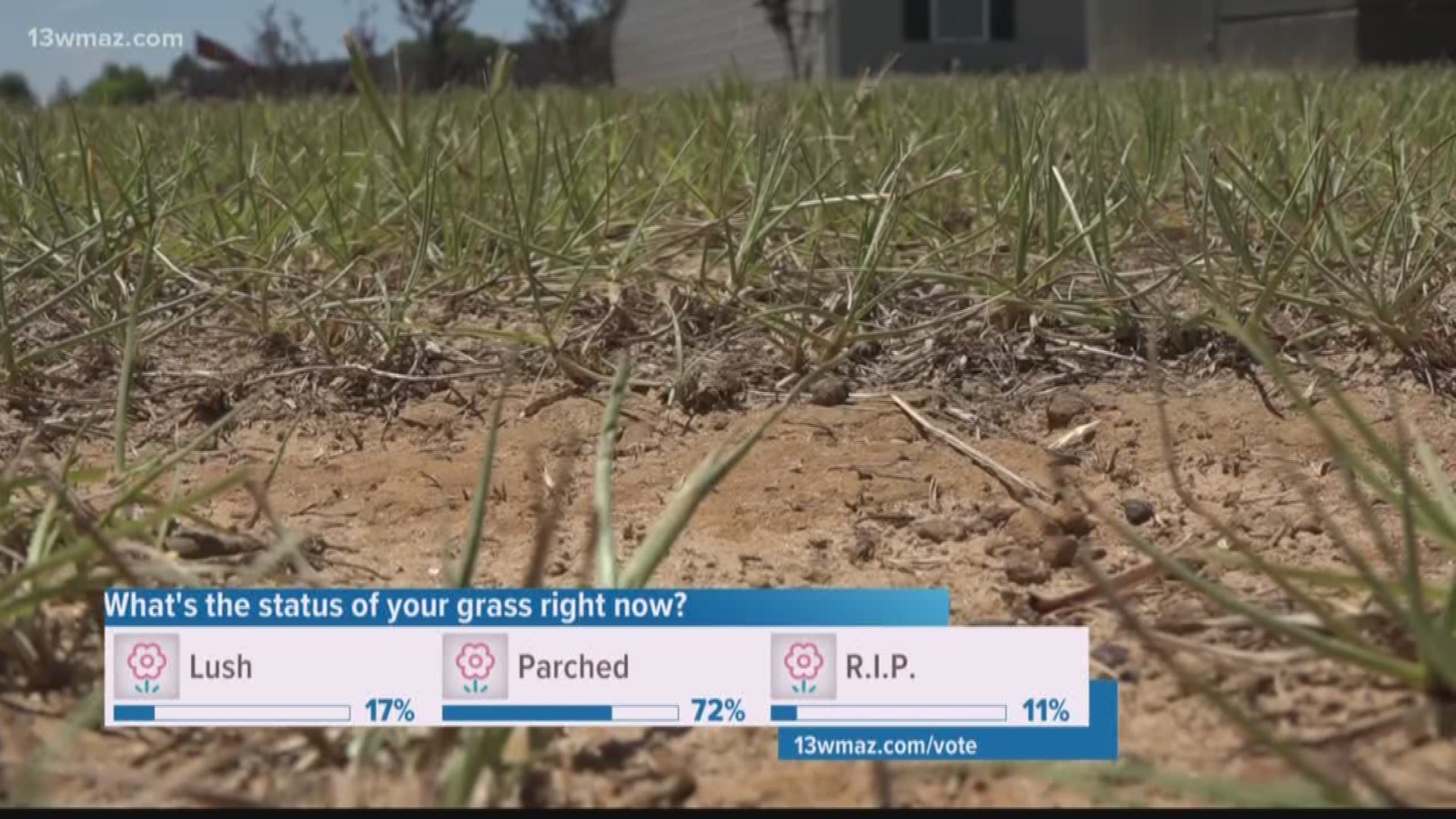 As sweltering heat continues to grip Central Georgia, some counties like Houston and Dodge are now in moderate-drought levels. That means precipitation is less than normal, which can cause plants and grass around your yard to dry up.