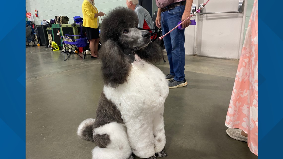 Middle Kennel Club hosts dog show