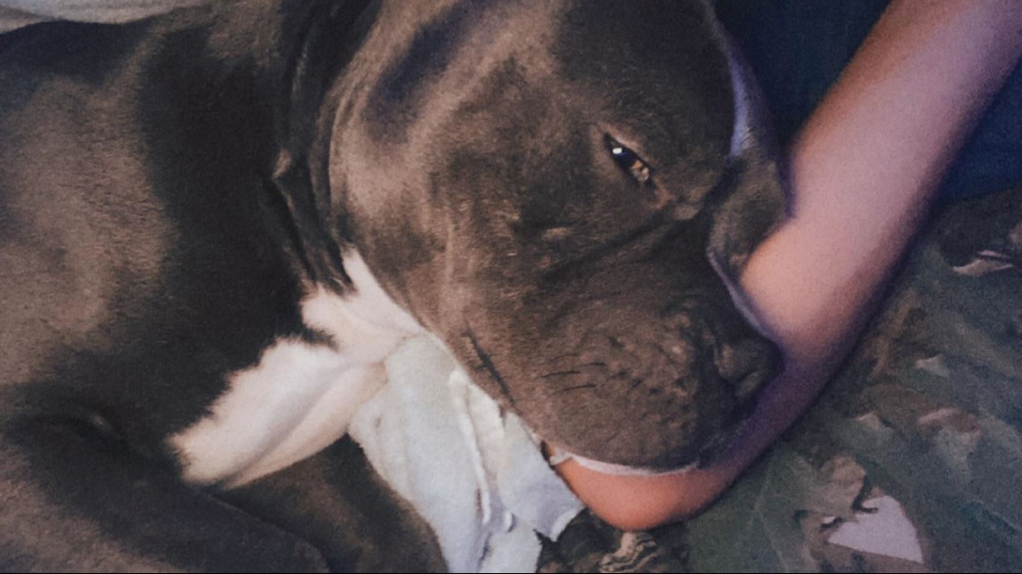 Jones County investigators looking for person who killed dog - Vimarsana News