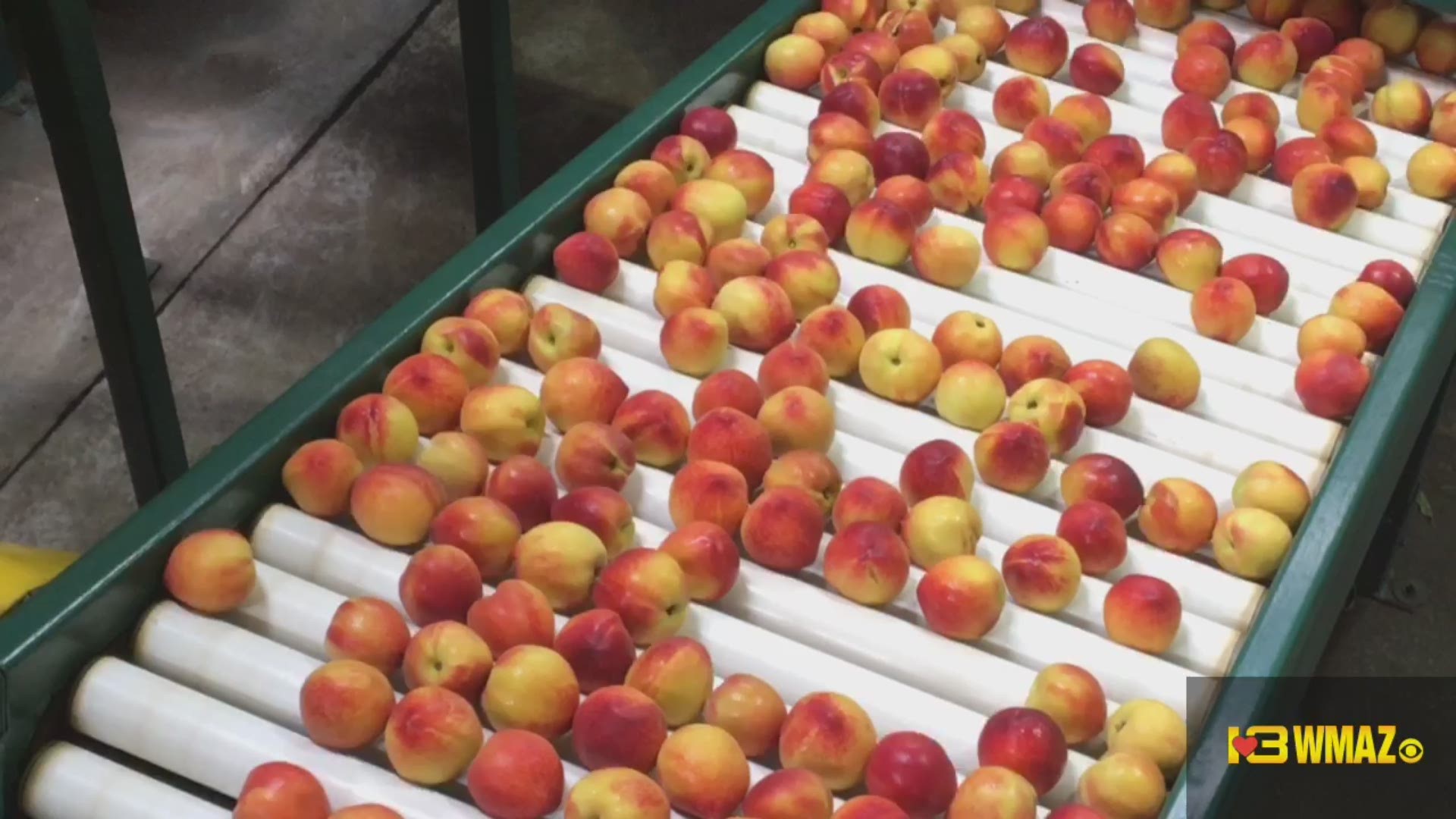 Peaches at Lane Packing