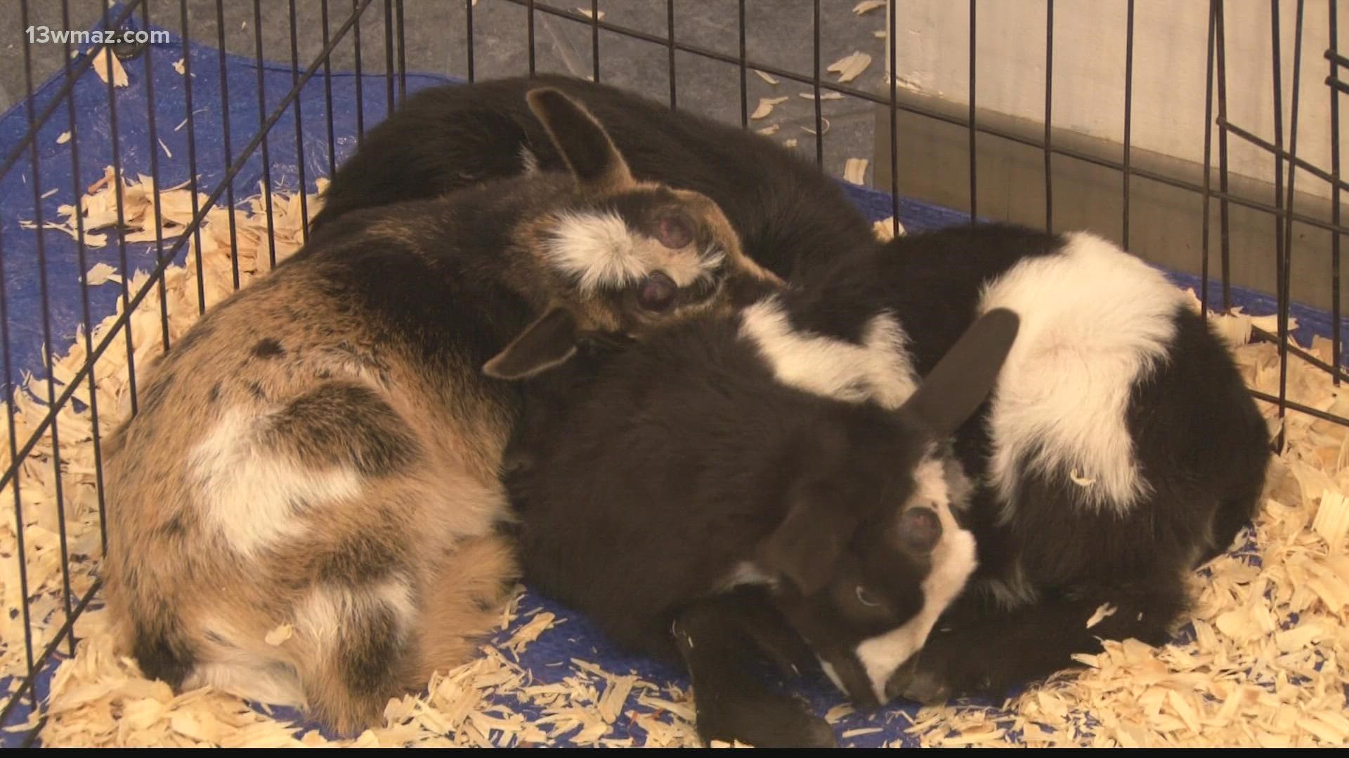 Organizers introduced people to the newest members of the museum's mammal family including goats, birds, lemurs and even a possum.