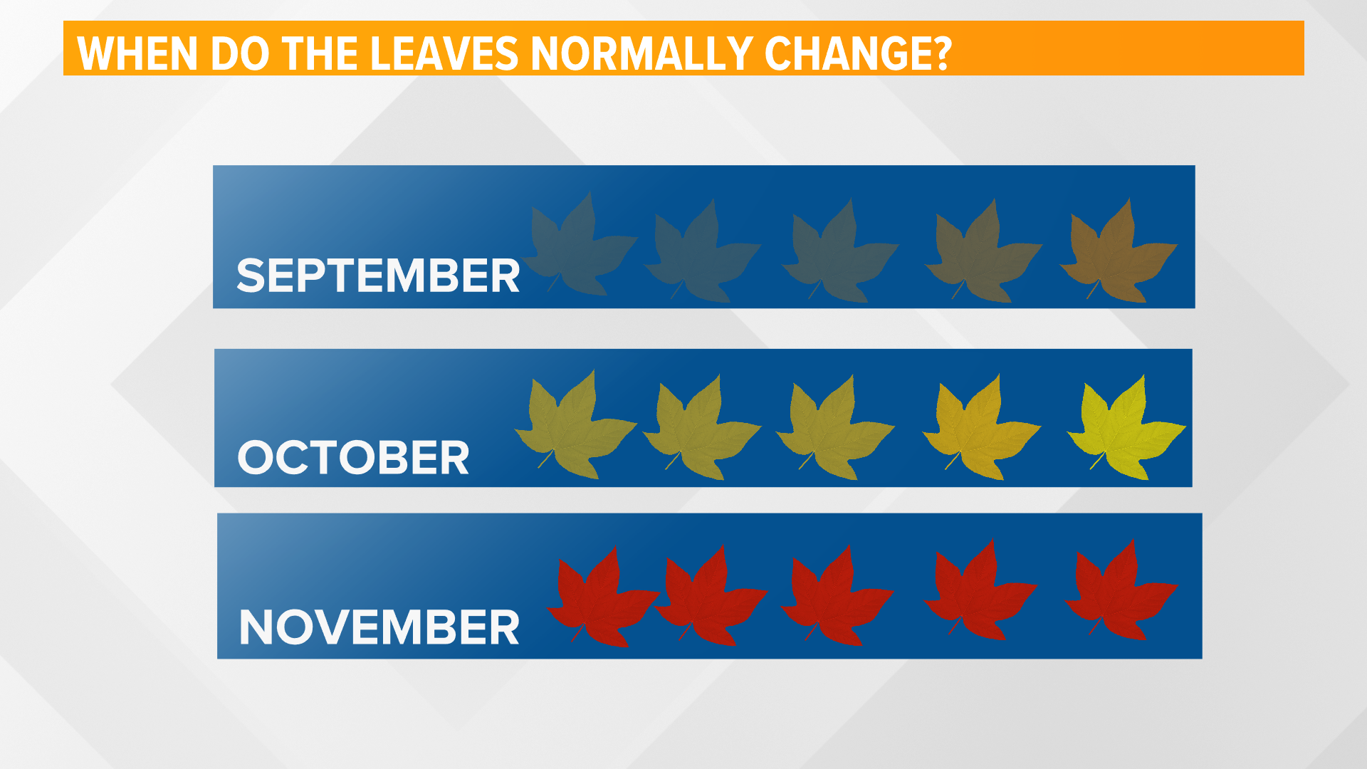 Weather plays a key role in how brilliant our reds, oranges and yellows are. Our weather lately has been great to gear the leaves up for change.