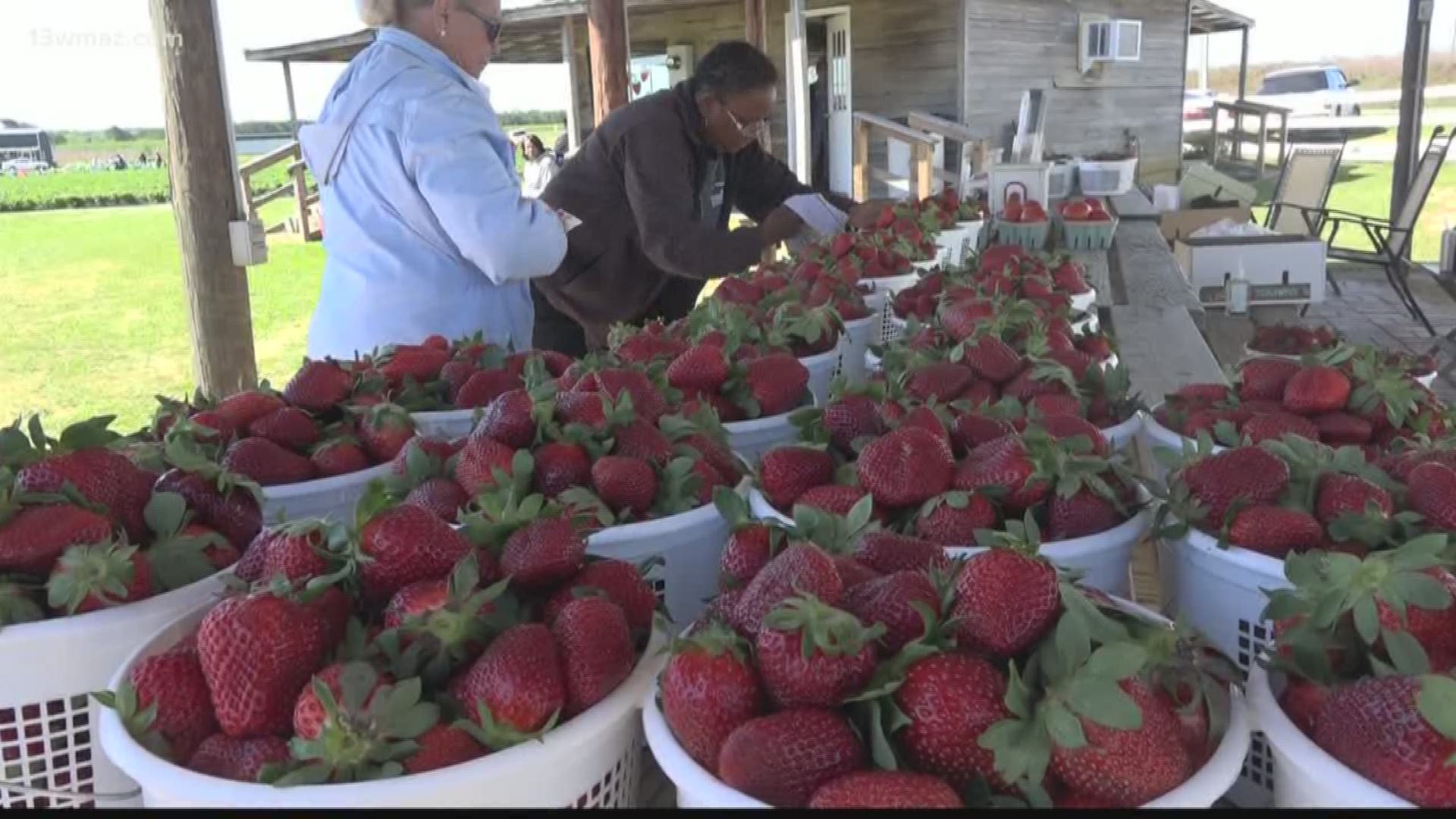 Spring in Central Georgia means fresh strawberries, and the annual Georgia Strawberry Festival will have that and more.