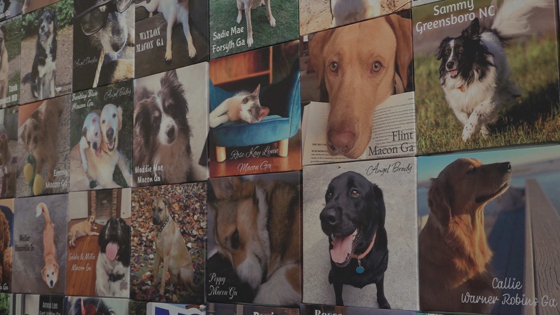Good Boi Gallery turns pet photos into support for Macon animal rescues