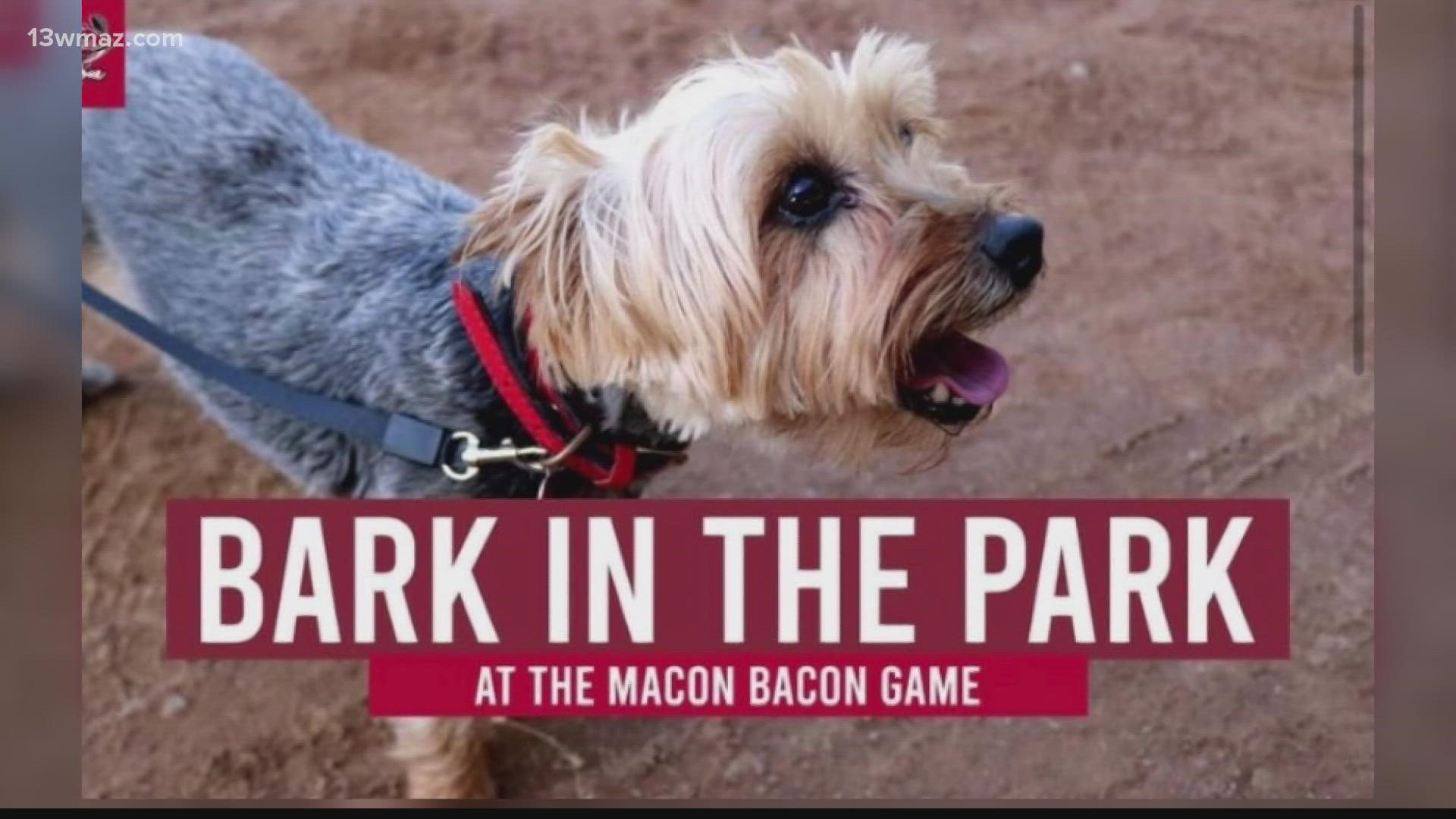 Pups can take part in a pregame parade, costume contest, and run the bases after the game