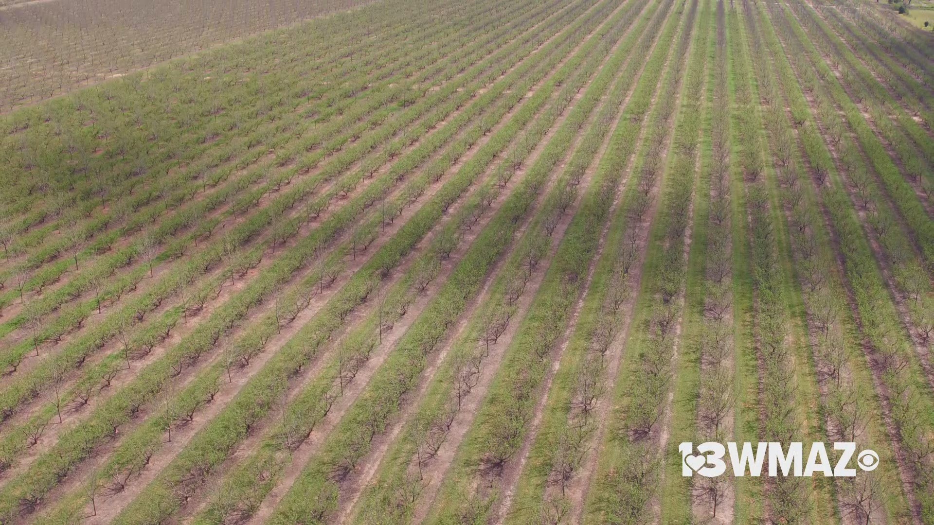 Here's an aerial view of Lane Southern Orchards' peach crops this season.