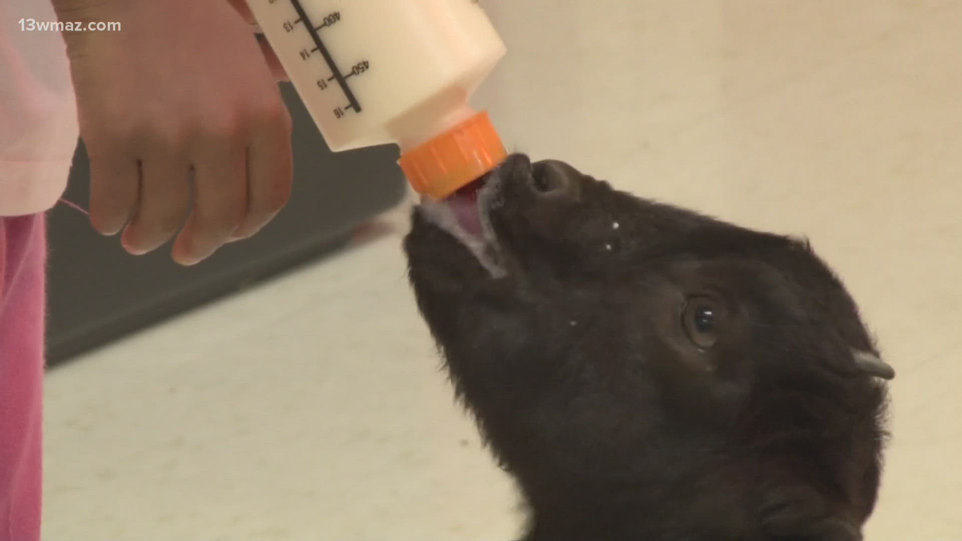 It has become a school-wide initiative as teachers have donated animals like ducks, chickens and goats. While a grant helped them get leopard geckos.