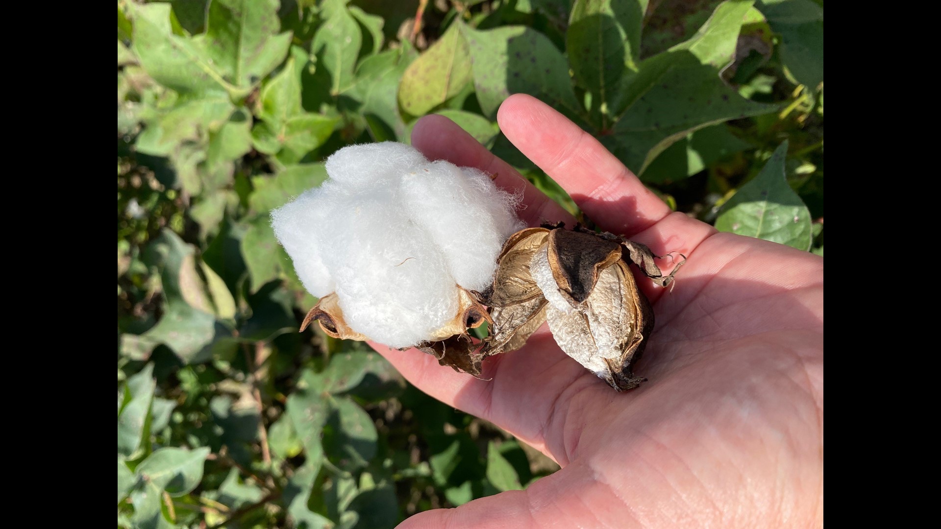Boll Rot takes 20 percent of Georgia's cotton | 13wmaz.com