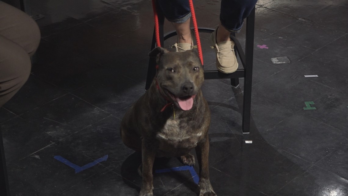 Deck The Paws happening in Perry this Saturday - Vimarsana News