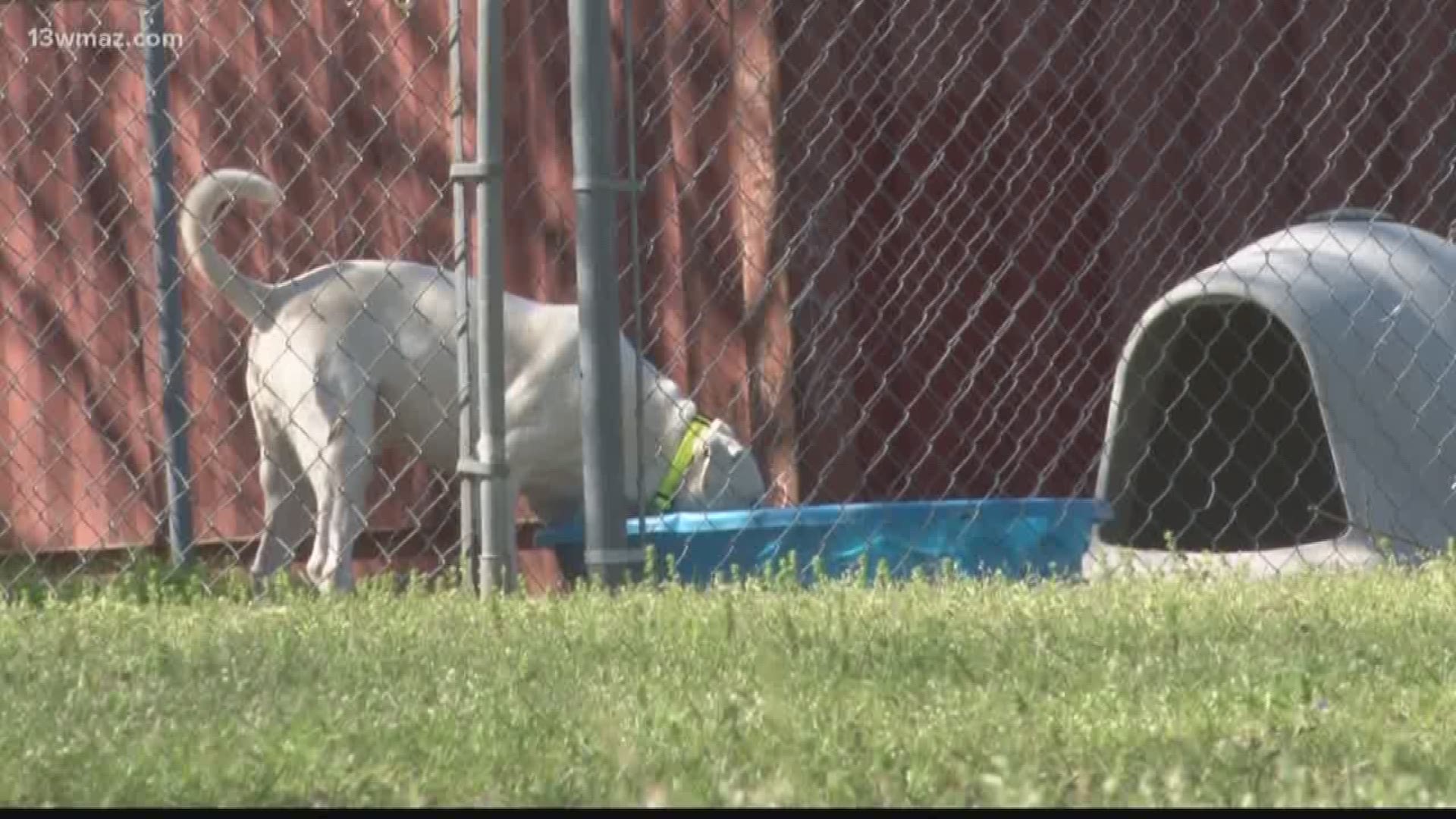 Byron shelter rescues three dogs from alleged 'puppy mill' in south