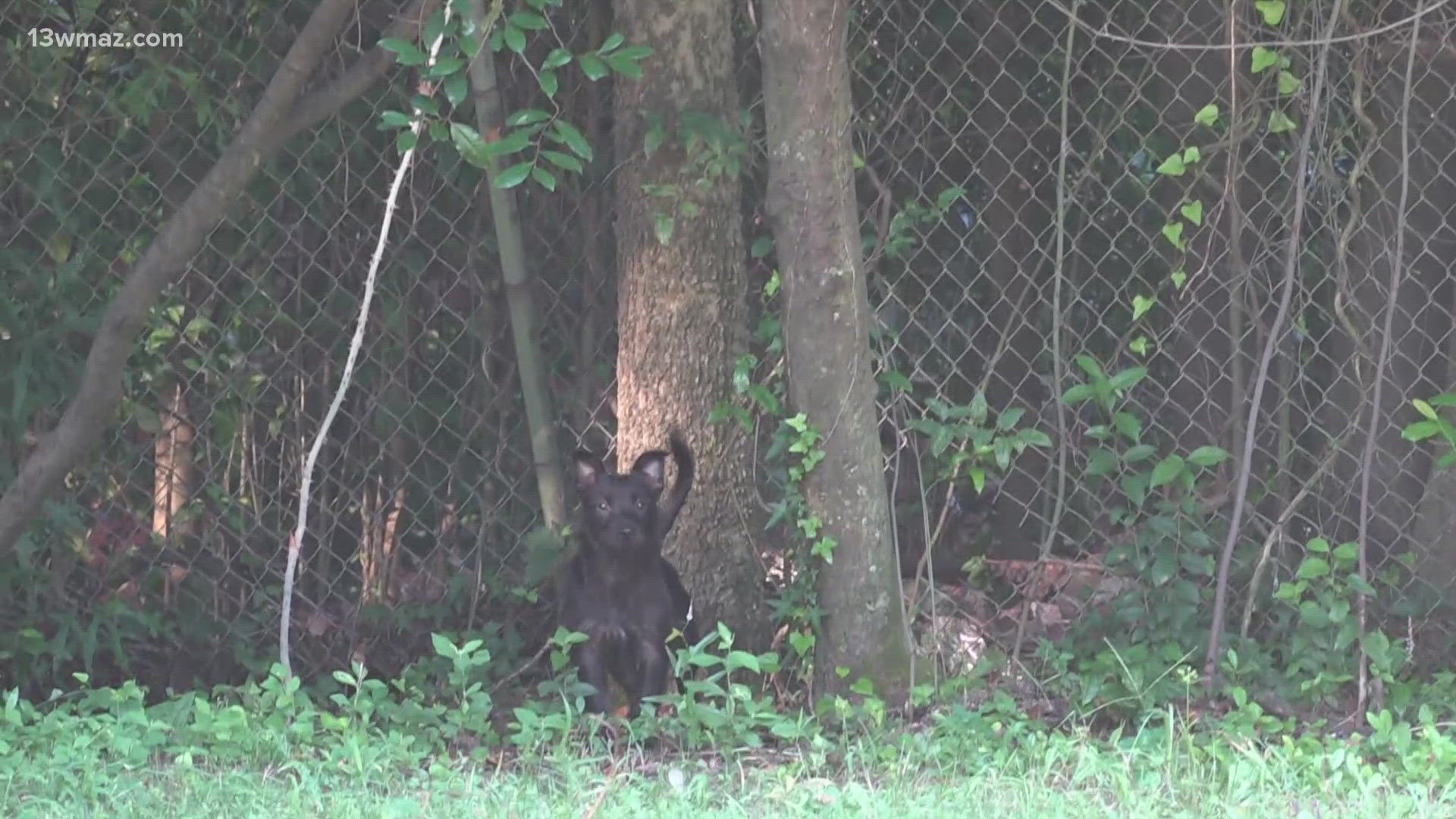 Locals say that stray dogs have been roaming the streets of Macon for years.