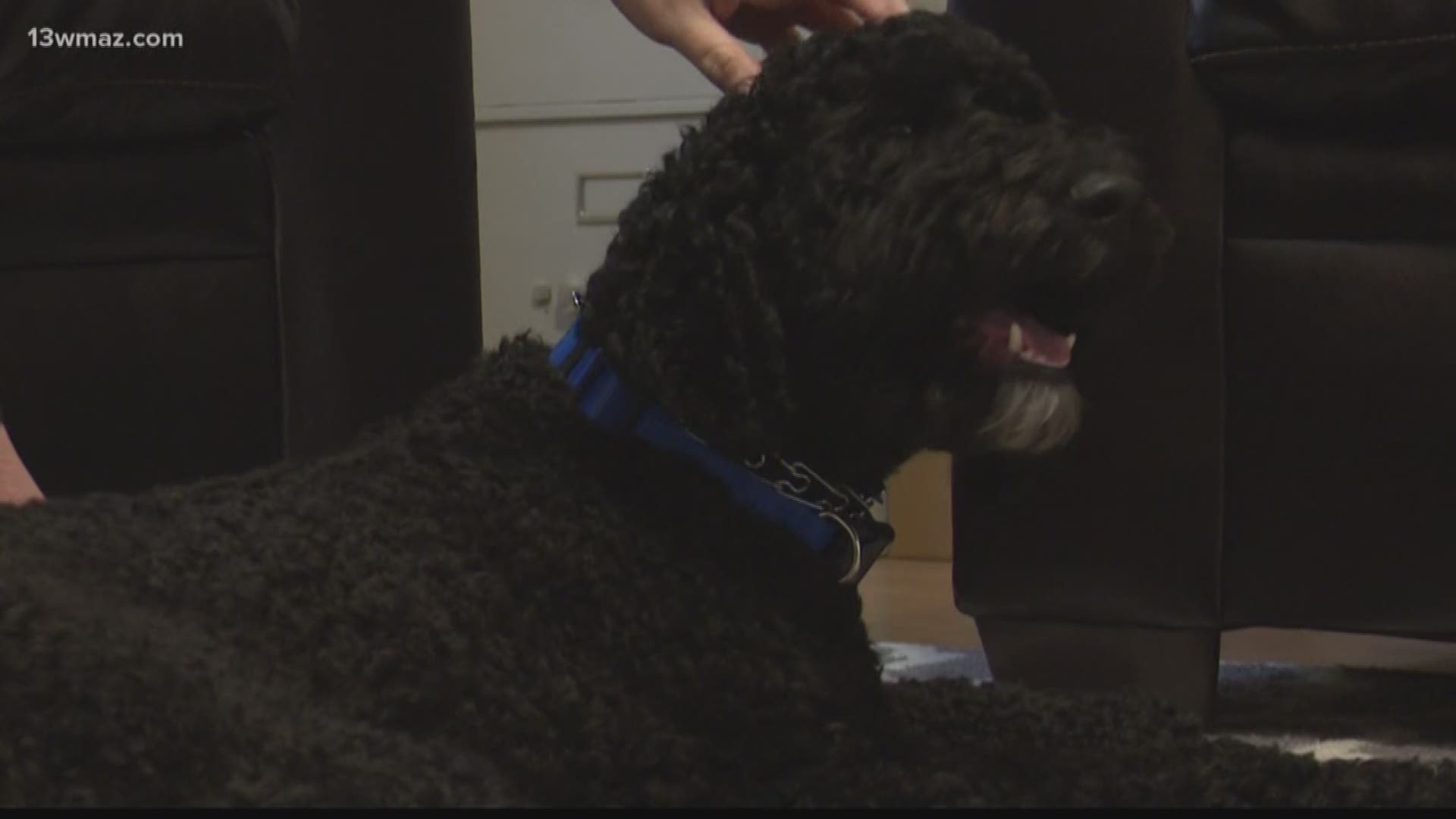 Benny the Labradoodle is more than just a pet for one Warner Robins family. He became Dylan Cochran's new best friend and guardian.