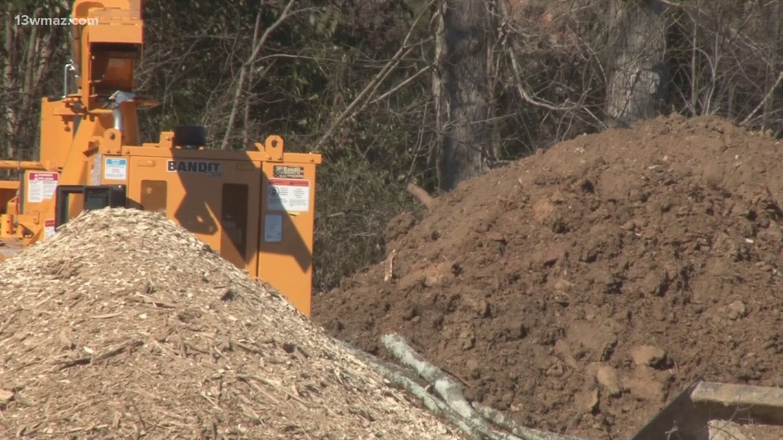 Georgia man killed by falling tree, another man injured - Vimarsana News