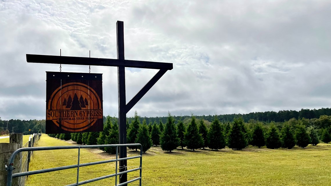 Dublin Southern Cypress Christmas Tree Farm opens pumpkin patch
