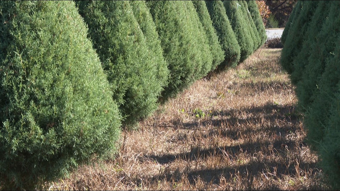 No Christmas tree shortage in Central Georgia - Vimarsana News