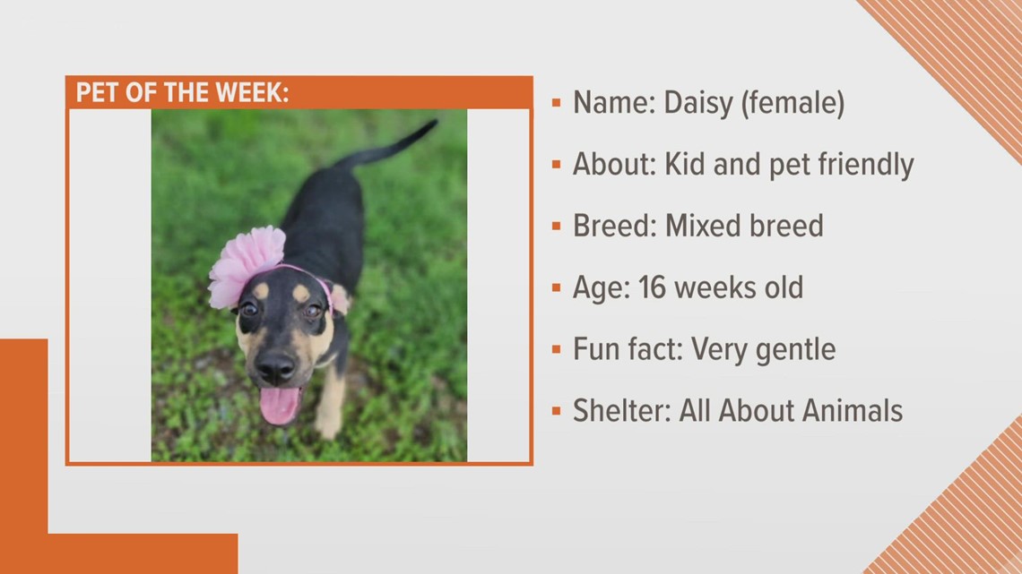 13WMAZ Pet of the Week is Daisy