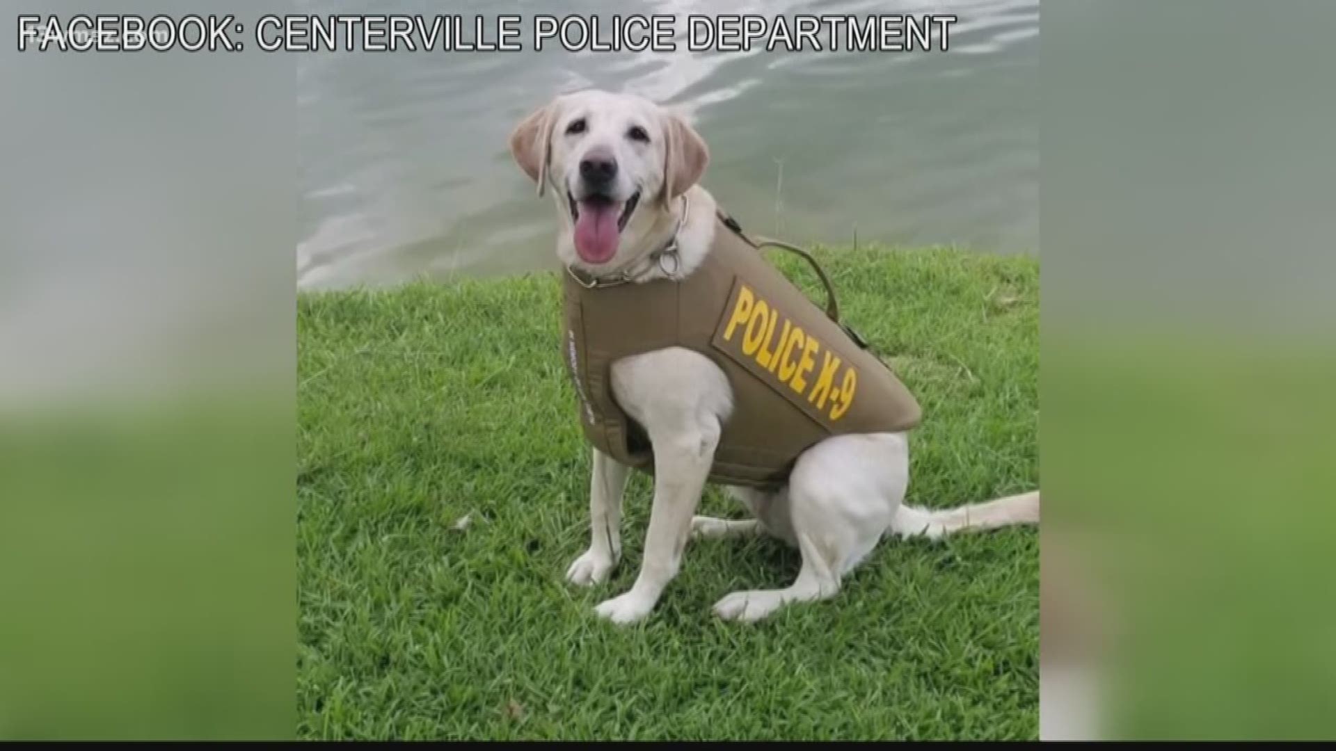 Bono and Kali are sporting new bulletproof vests thanks to a donation from Vested Interest in K9s, Inc.