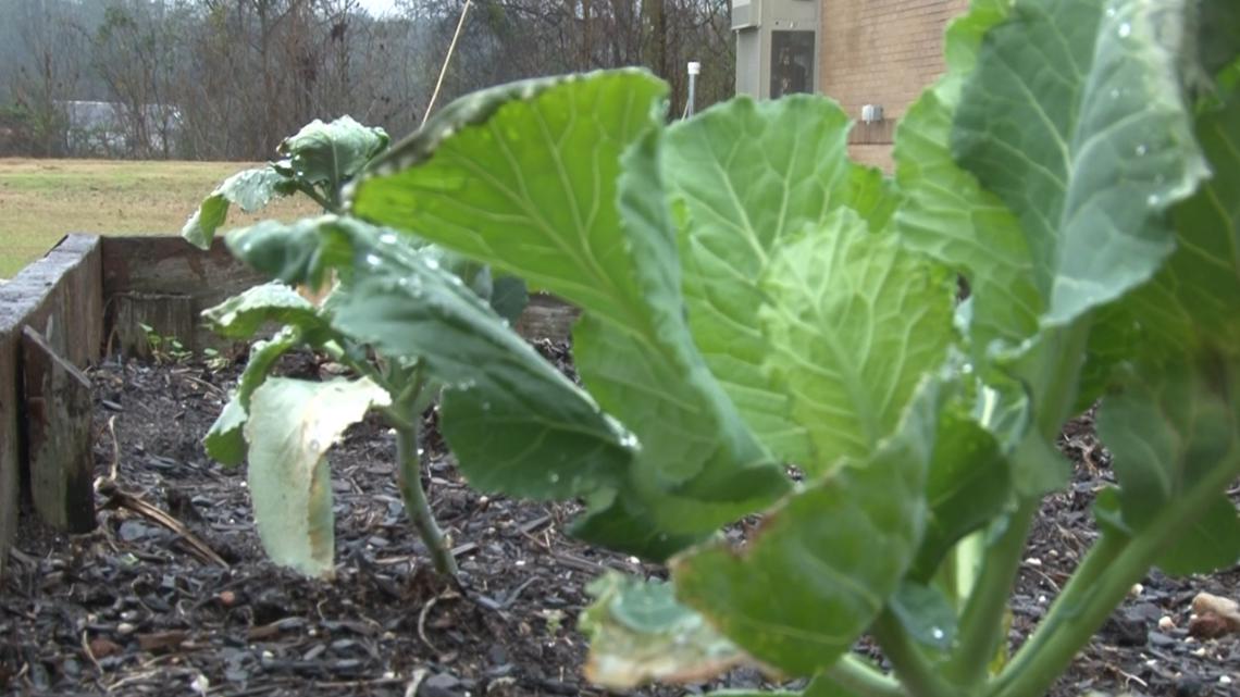 Here's how you can celebrate Georgia Ag Week 2026 in Central Georgia