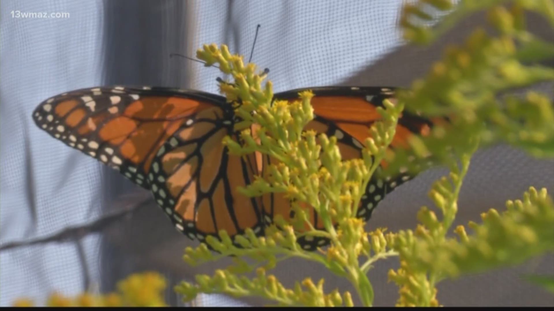The Wildlife Society says the monarch butterfly population is going downhill. Sabrina Burse shows us how folks at Lake Jonesco Golf Course want to help the monarchs make a comeback.