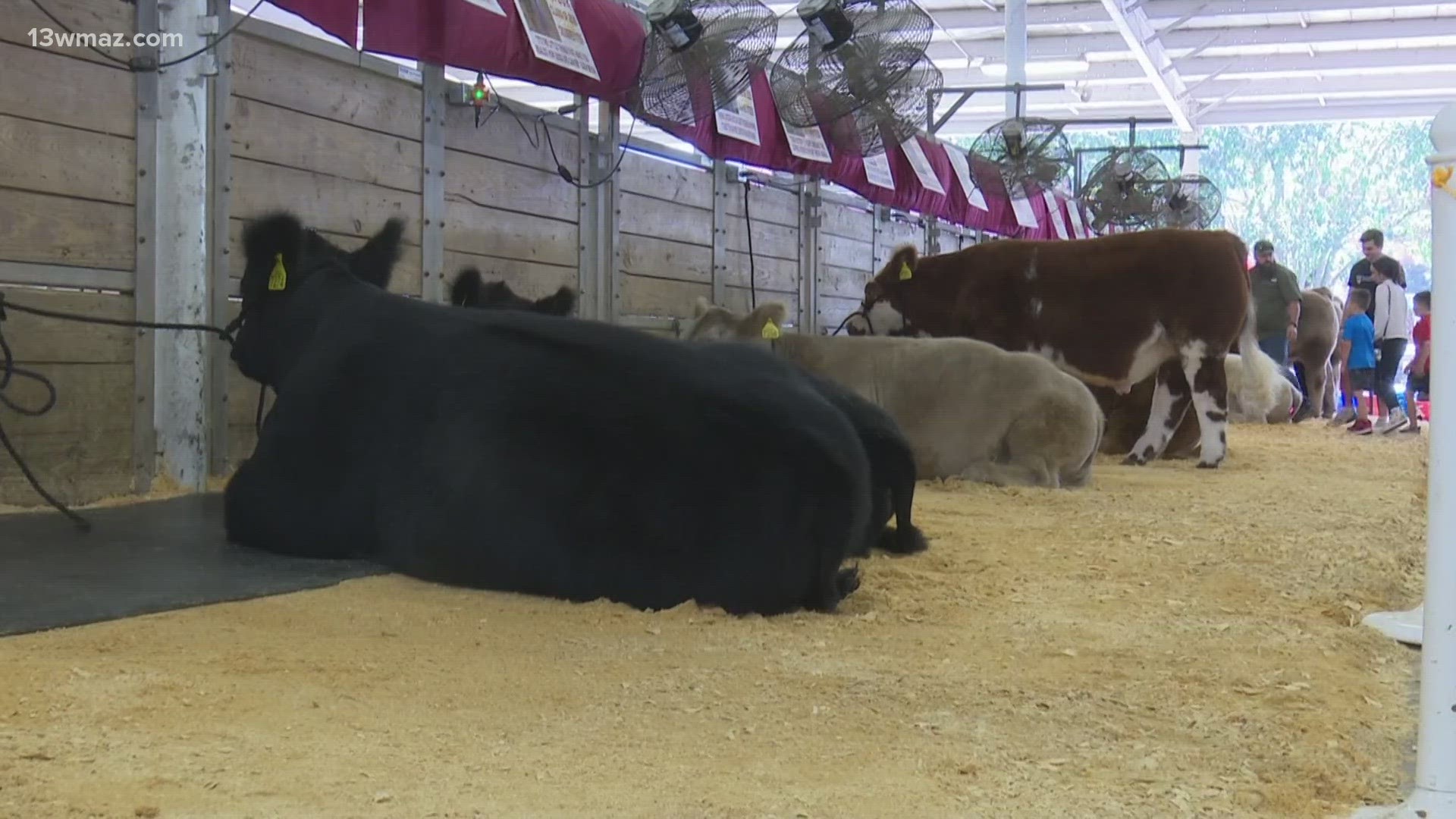 FFA students moves the future of farming forward at Georgia Fair ...