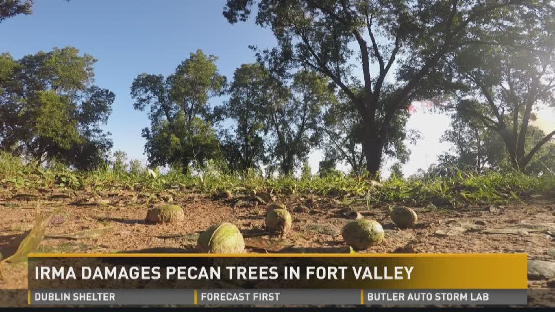 Irma damages pecan trees in Fort Valley