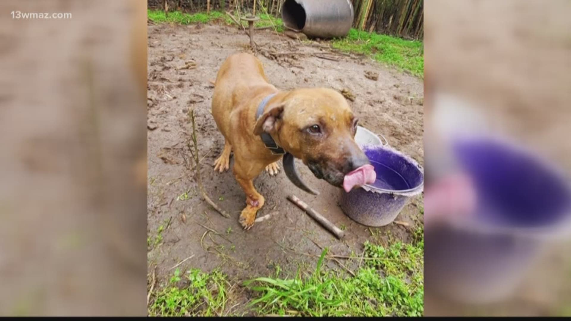 The U.S. Attorney's office Thursday announced that over 160 dogs were rescued in a dog-fighting ring, including some from Central Georgia counties