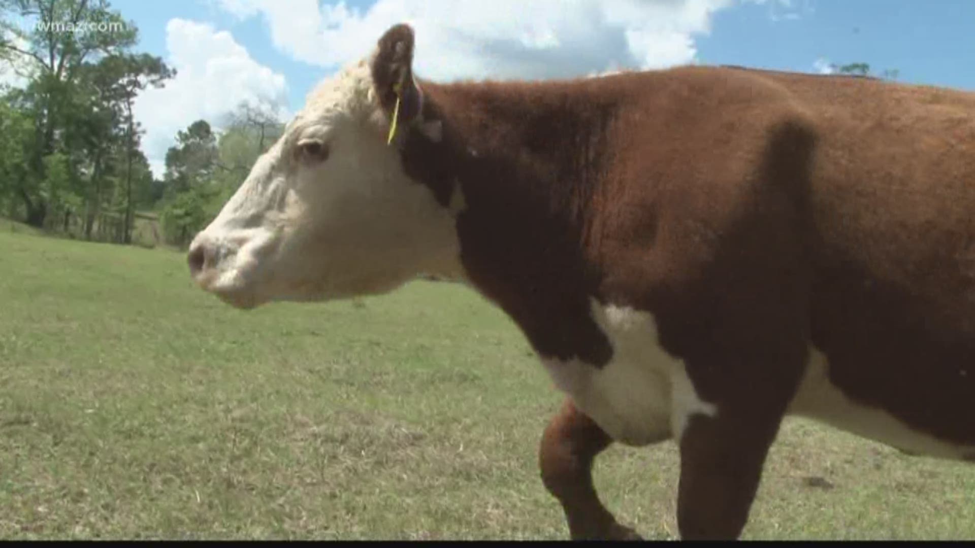 Jason Beck is a fourth generation farmer, and he and his wife both work full-time jobs in addition to tending the farm.