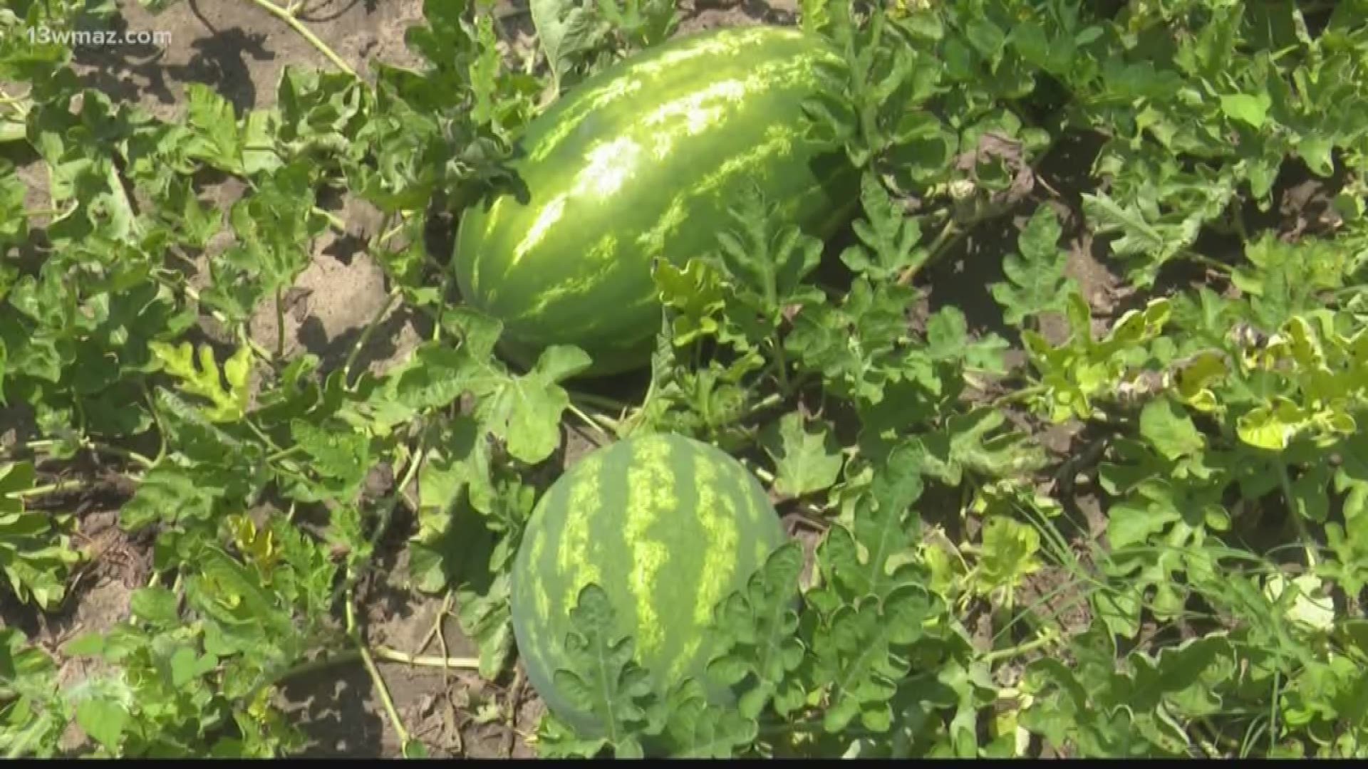 Every June, Cordele stakes its claim as the 'Watermelon Capitol of the World' with its Watermelon Days Festival. In its 70th year, farmers say it takes a lot of work to stay on top.