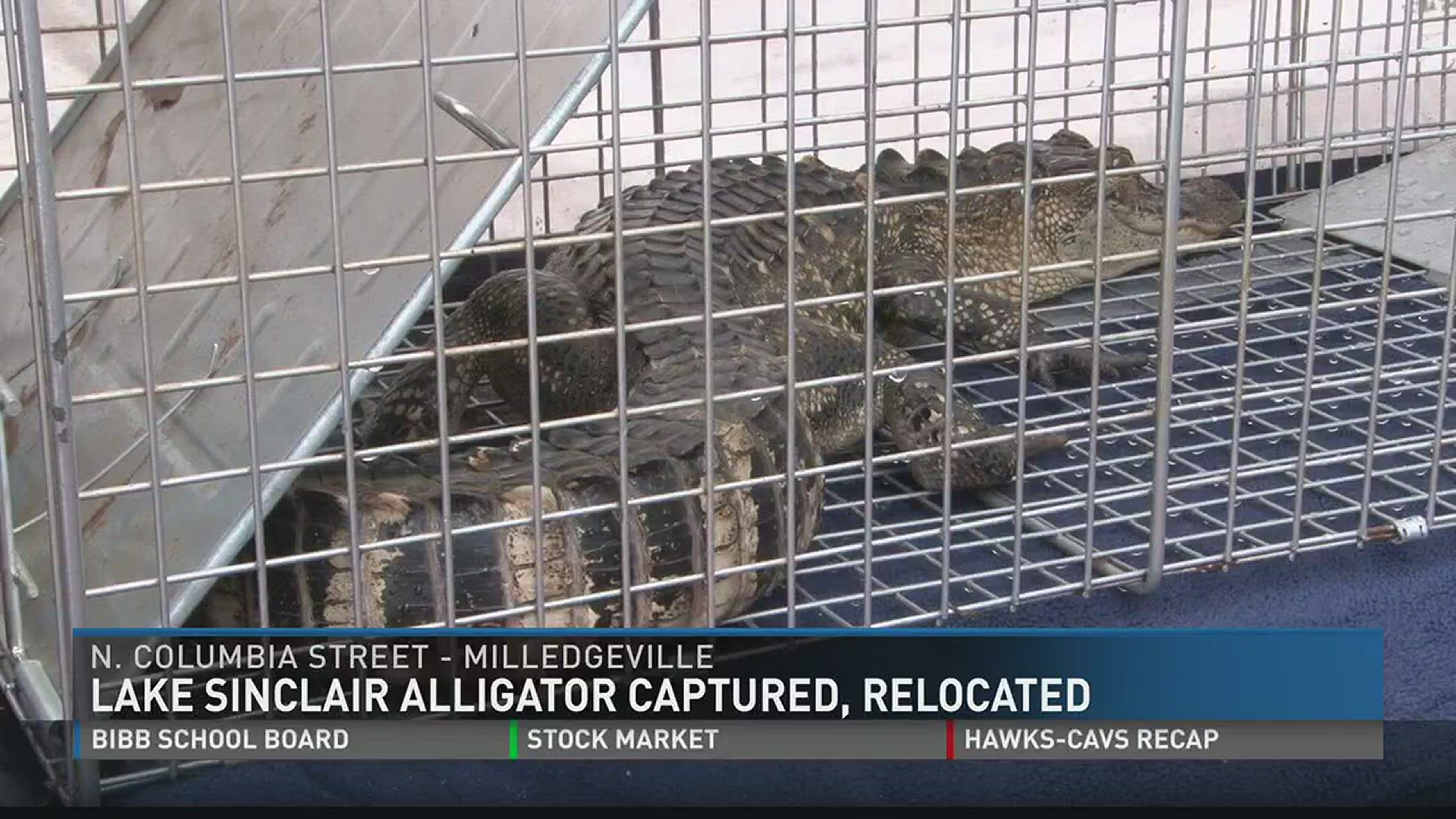 Lake Sinclair alligator captured, relocated