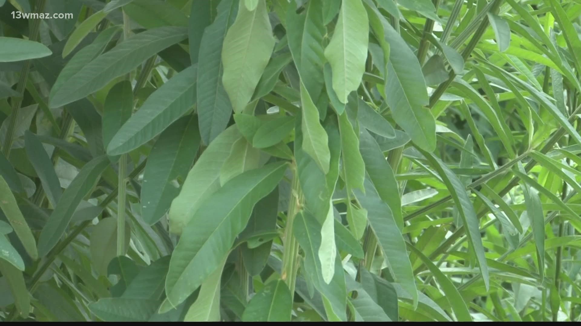 A Georgia DNR biologist says the tall plant will provide shade and camouflage the hunters as they take aim