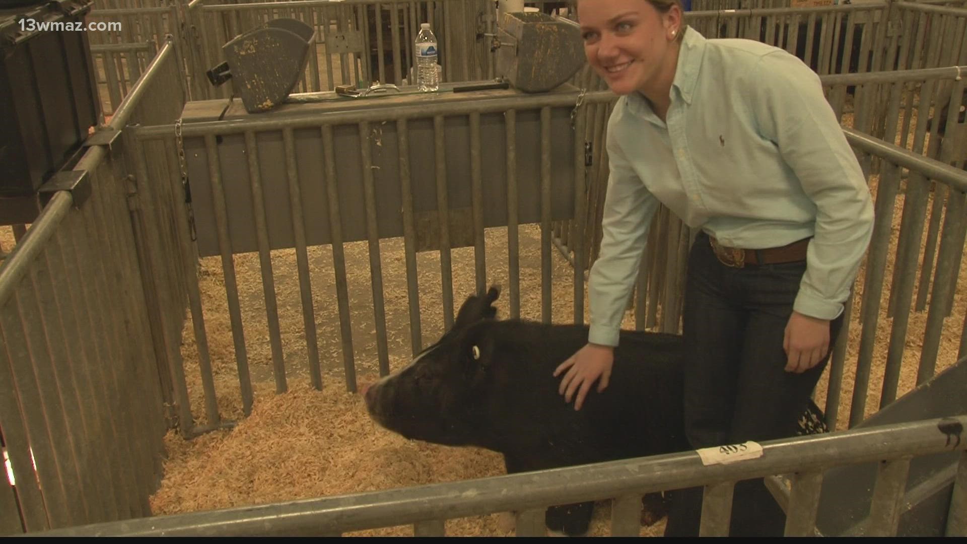 The event features 292 pigs, who were all in competition with each other