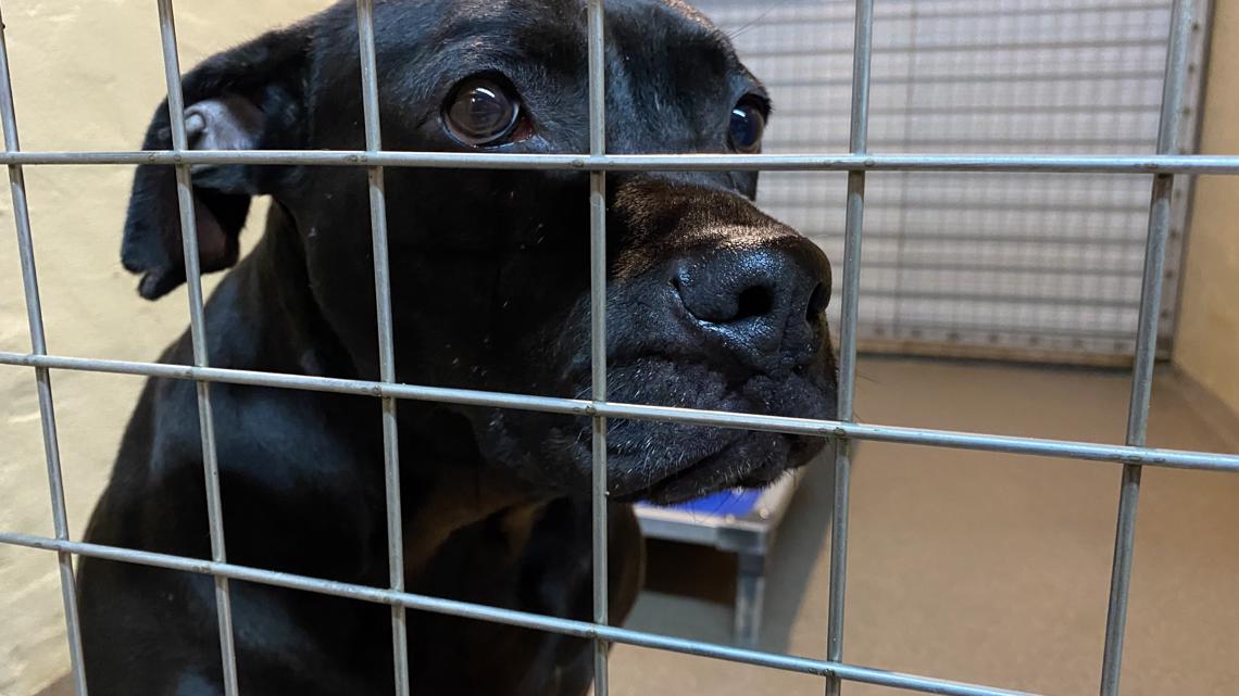 Hawkinsville Animal Shelter overflowing